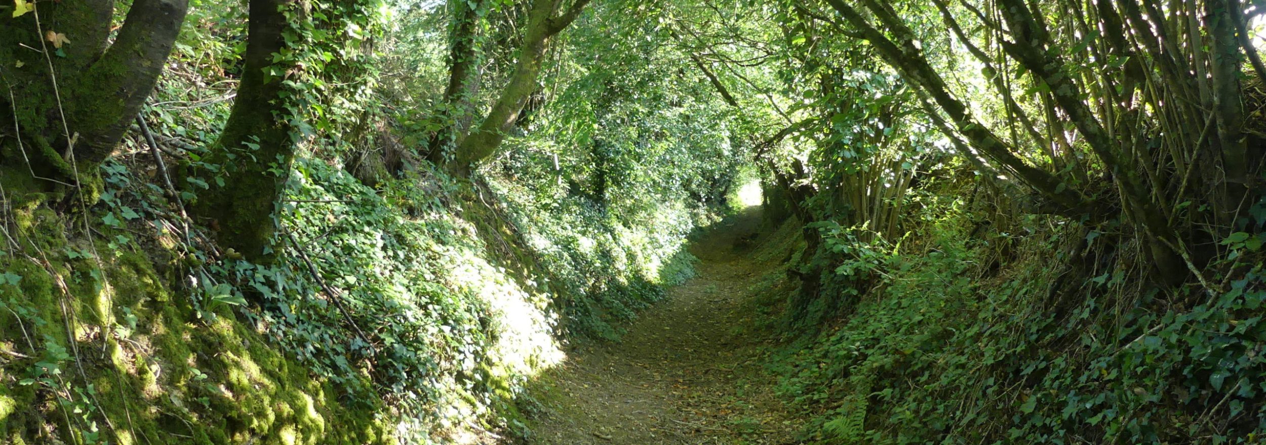 Bois de Crun