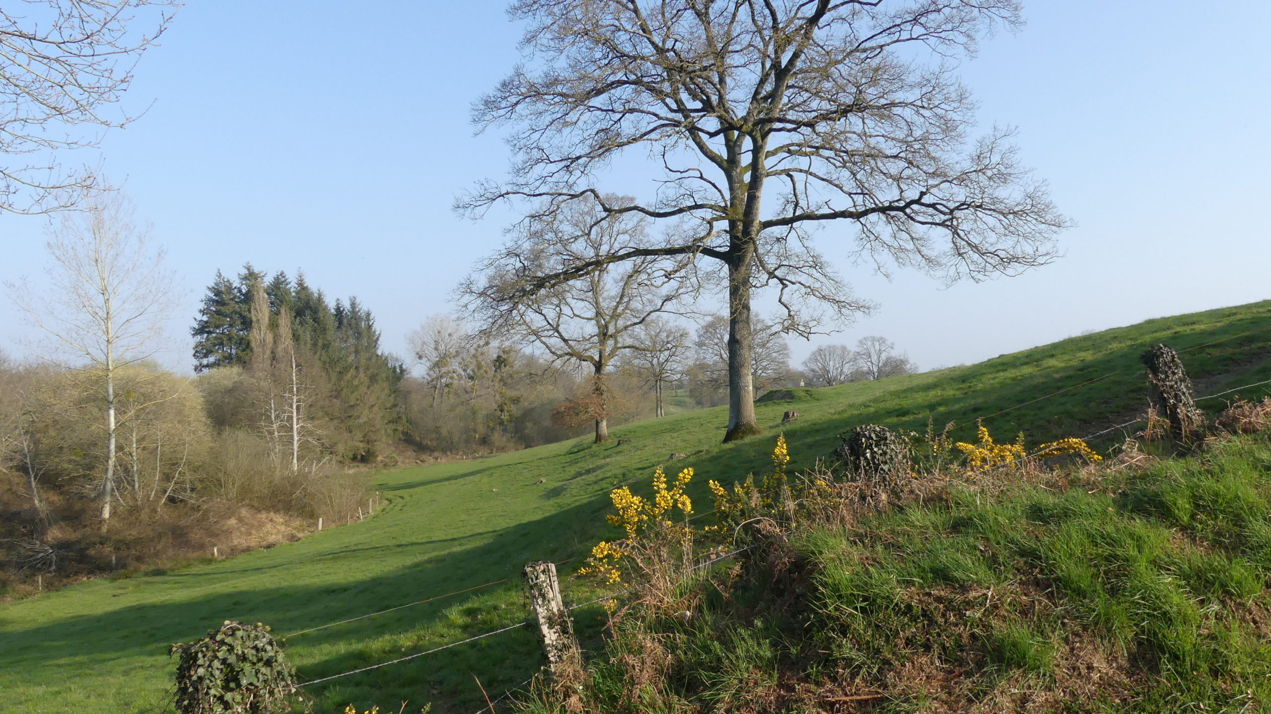 Sur le Chemin montais entre Landivy et Louvigné du désert